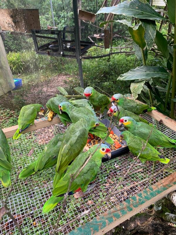 Recently released parrots at Belize Bird Rescue