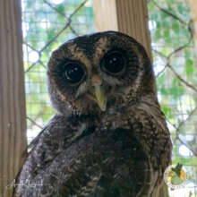 Mottled Owl