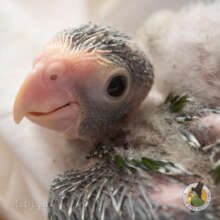 Parrot nestling