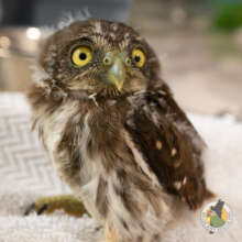 Pygmy owl chick