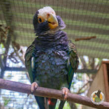 white-crowned parrot