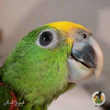 Yellow-headed Amazon parrot