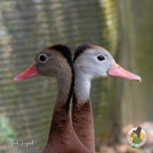 whistling ducks