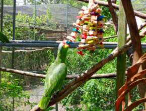 Red-lored Amazon with donated toys