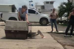 Releasing a juvenile brown pelican