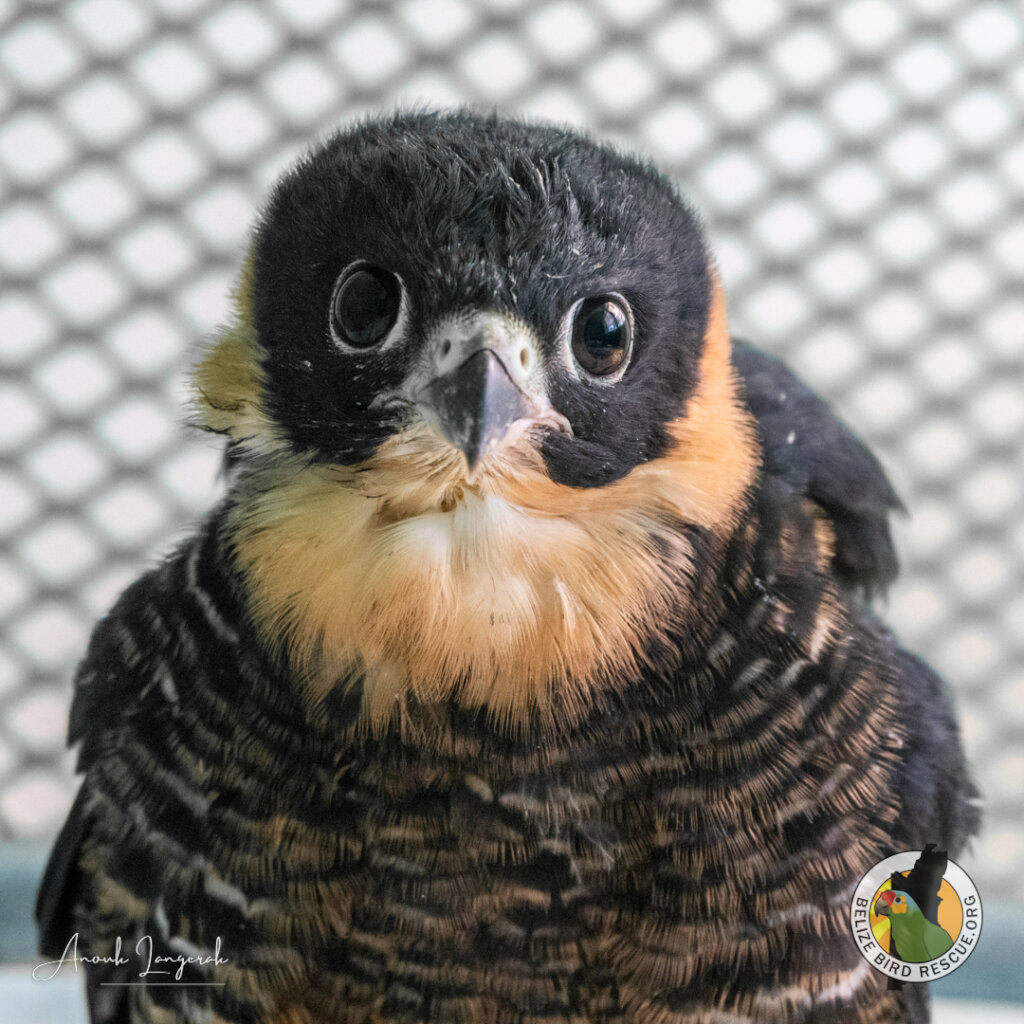 Saving Belize's Birds 2025