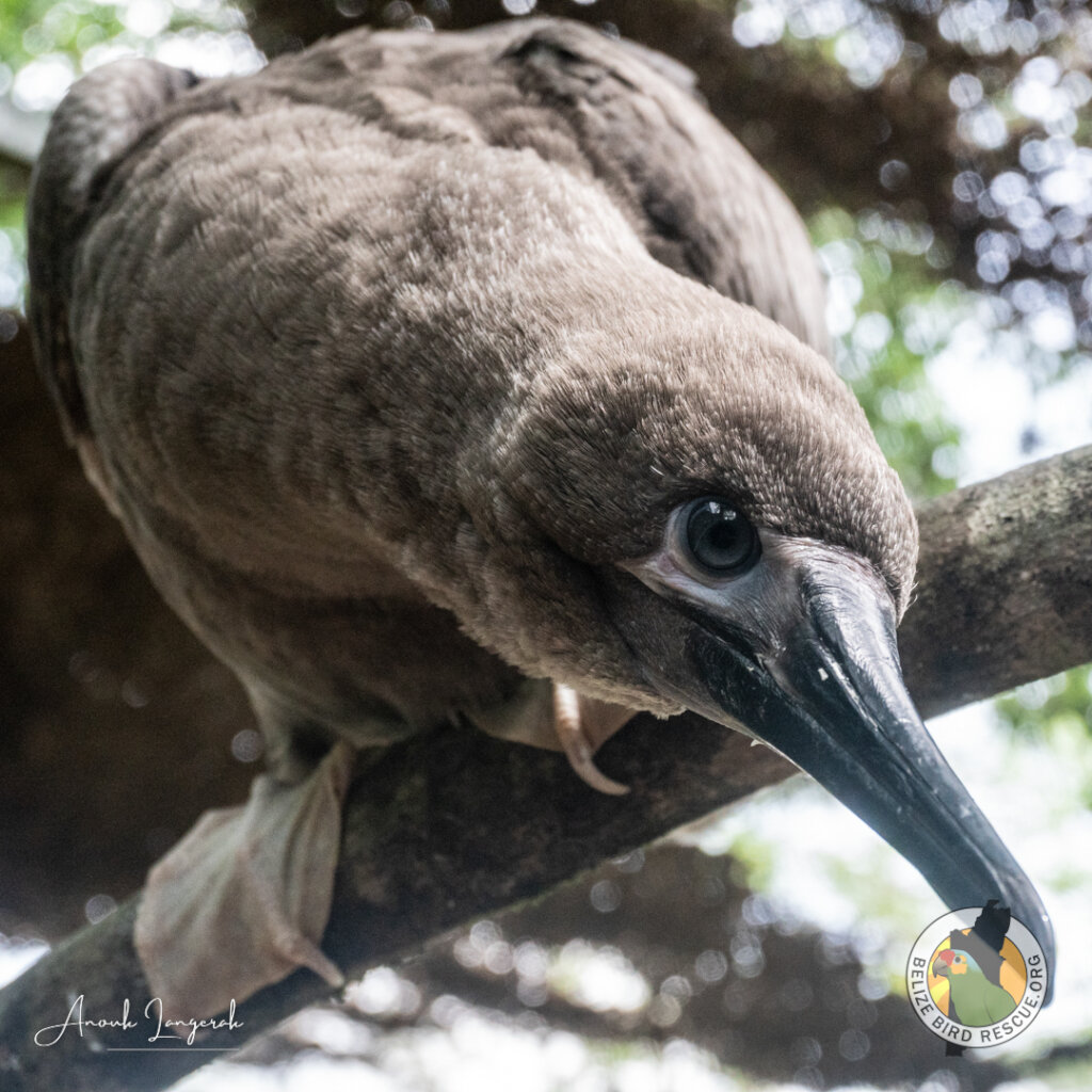 Saving Belize's Birds 2025