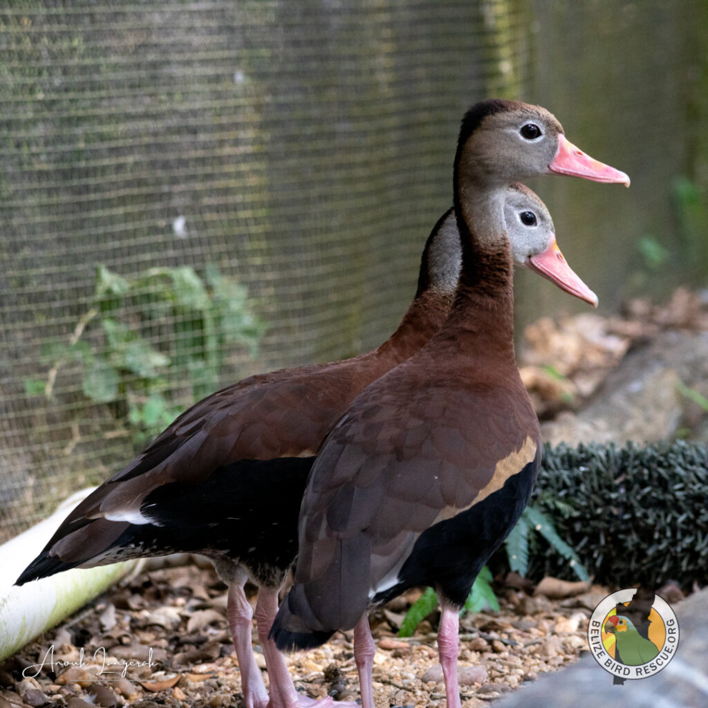 Black-bellied whistling ducks