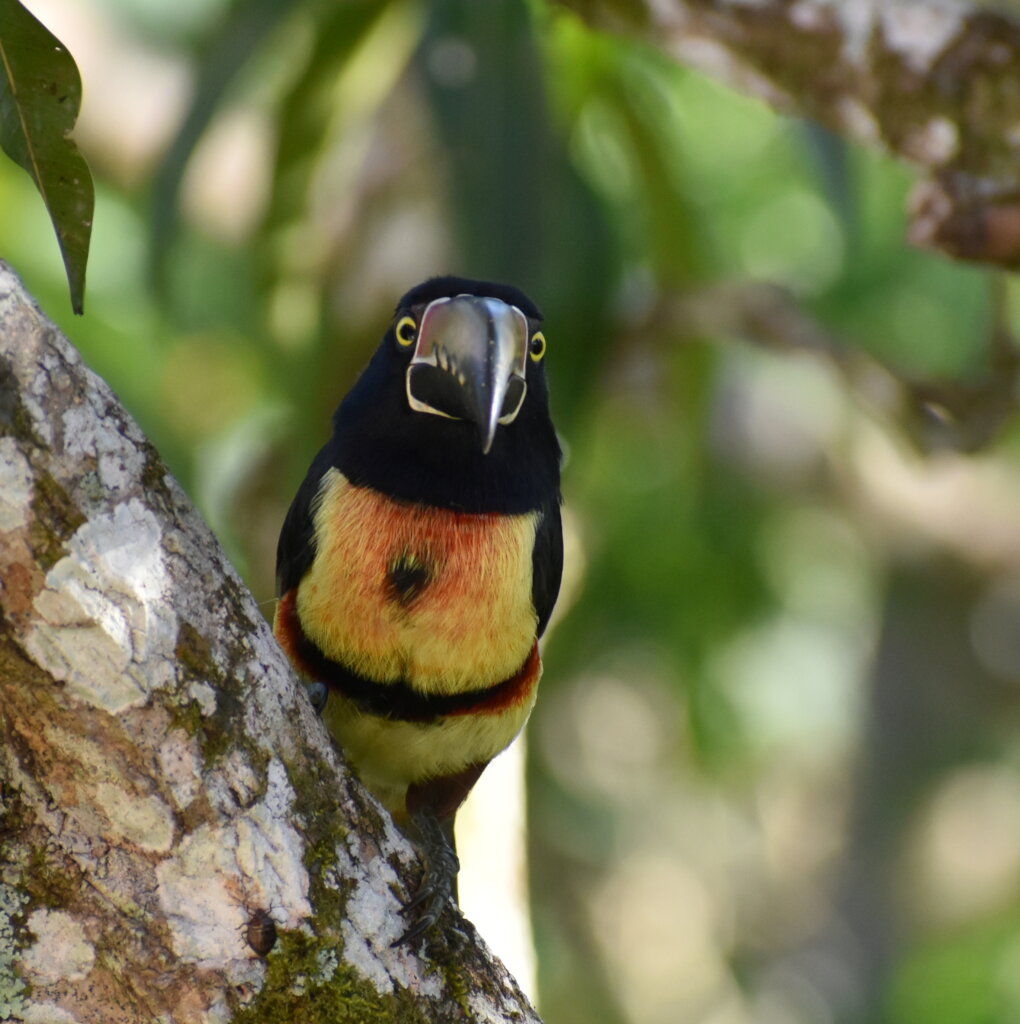 Collared Aracari