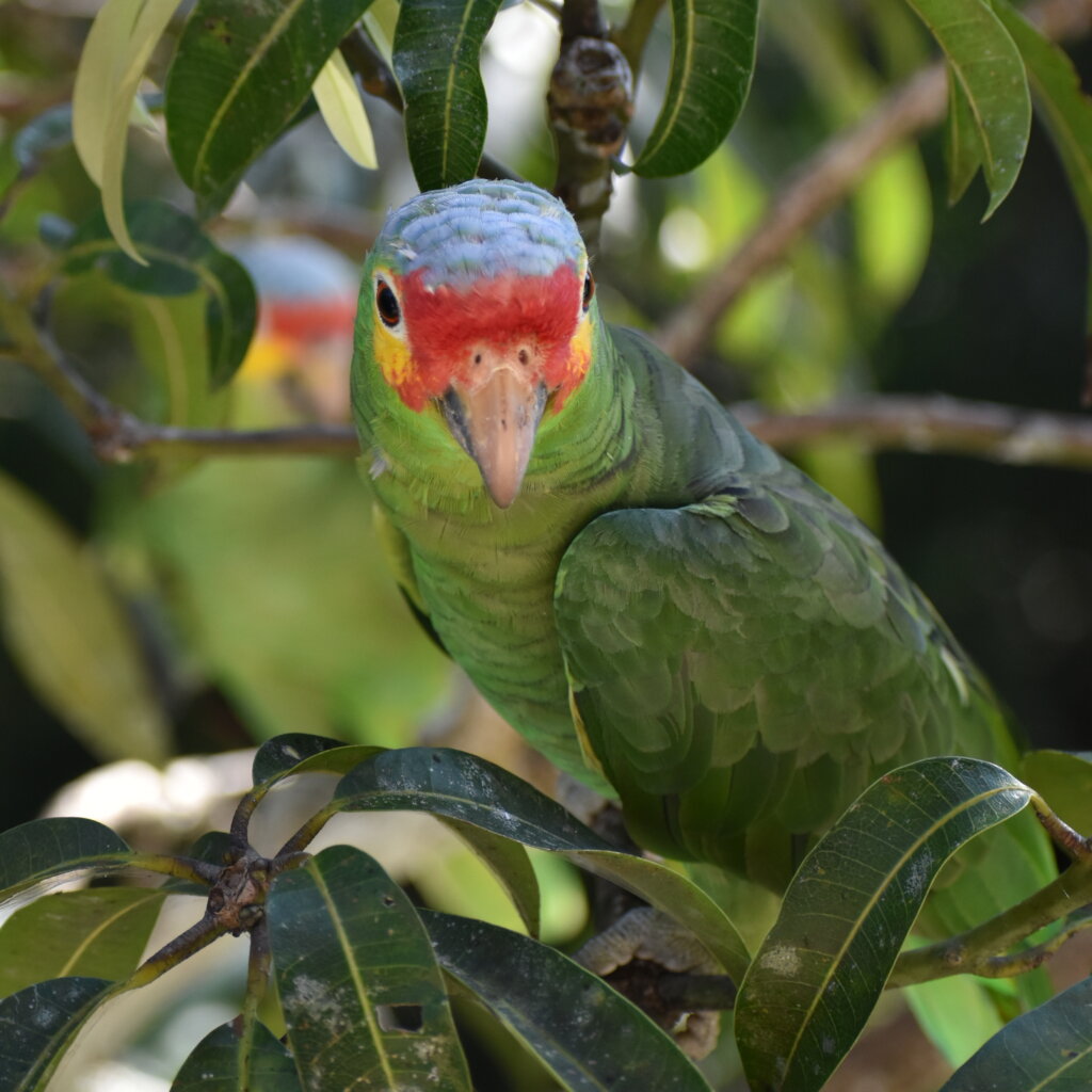 Red-lored parrot