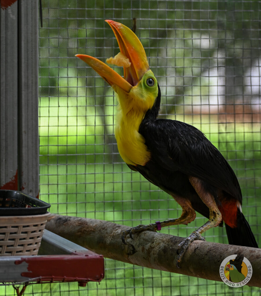 Keel-billed toucan