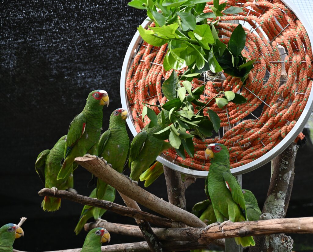 White-fronted parrots playing