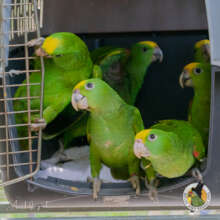 Yellow-head parrot babies