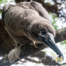 Red-foot booby
