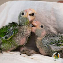 White-crowned parrot babies