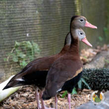 Black-bellied whistling ducks