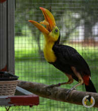Keel-billed toucan