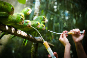 Hand-feeding & weaning