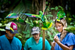 Interns at BBR feeding the baby Amazon parrots