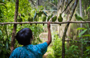 Saving Belize's Birds 2023