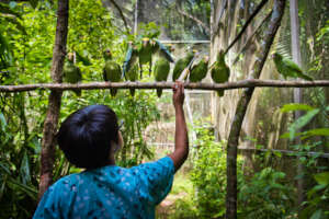 Saving Belize's Birds 2023