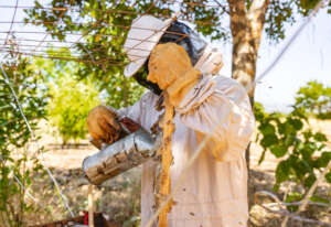 Honeybee Keeping at play!