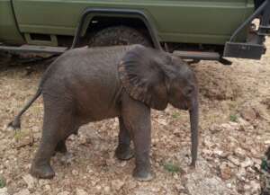 The tiny calf was thankfully rescued just in time