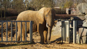 A captive elephant at Colchester Zoo
