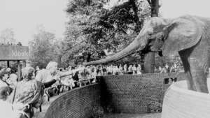 Dame Virginia McKenna with Pole Pole at London Zoo