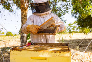 Harvesting honey!