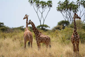 Giraffes in Meru - B McGrow