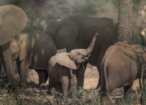 A baby elephant in Meru   George Logan