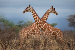 Giraffes of Meru -  George Logan