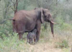 Mother and calf were pictured reunited