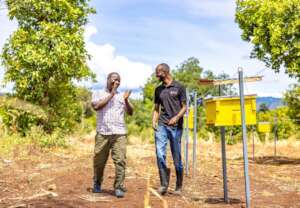 (C) Peter Ndung'u - Beehive fencing
