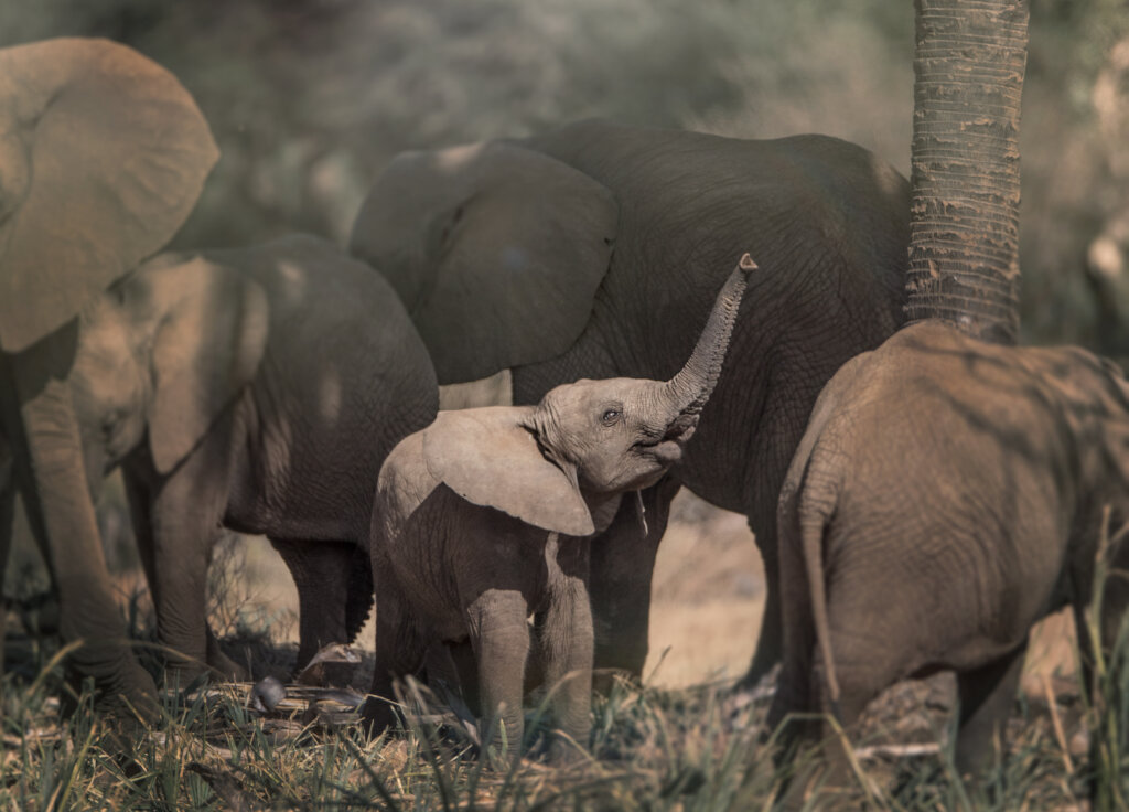 Elephant family (c) George Logan