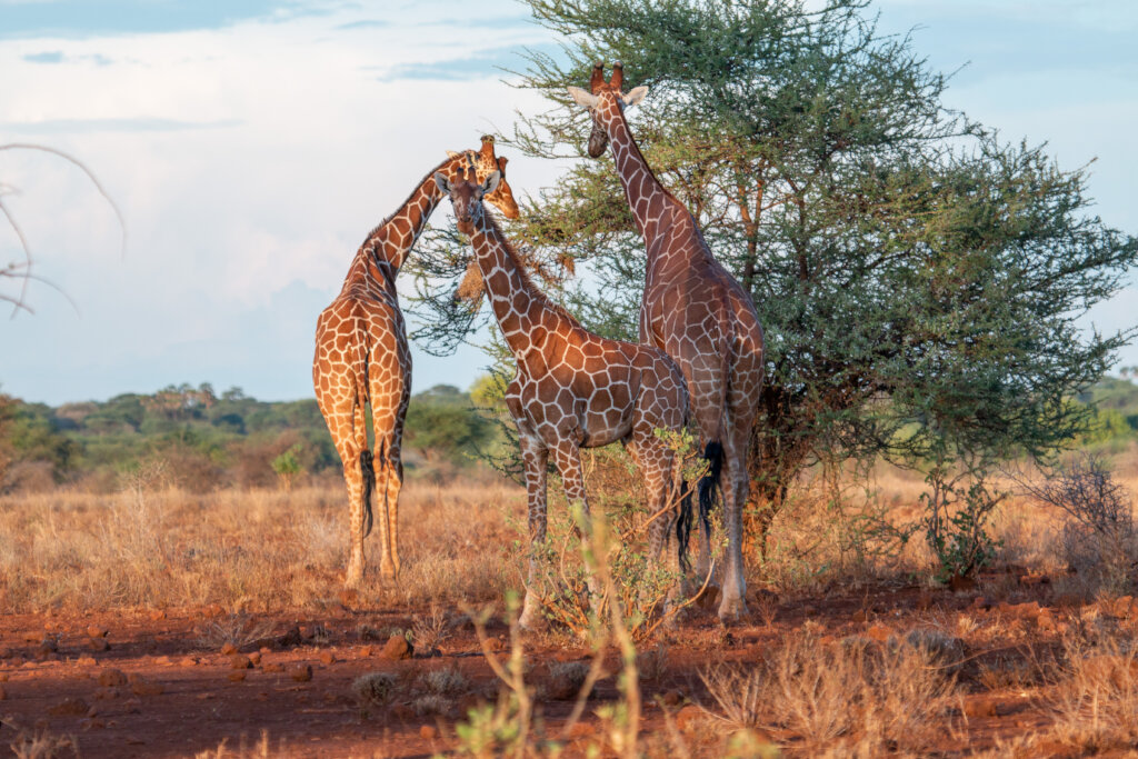 Giraffes grazing (c) Tom Stables Photography