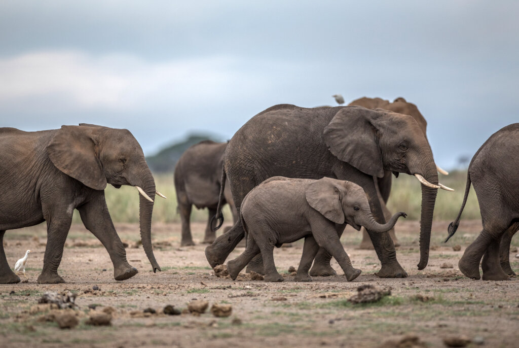 Elephants in Meru (c) George Logan