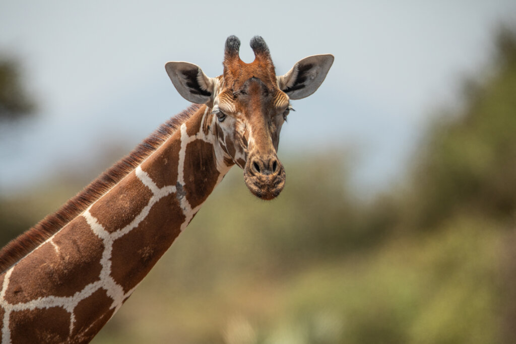 A Meru Giraffe (c) George Logan
