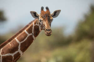 A Meru Giraffe (c) George Logan