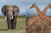 Save Elephants And Giraffes - Africa's Giants