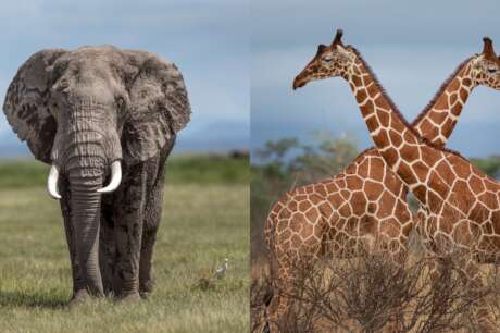 Save Elephants And Giraffes - Africa's Giants