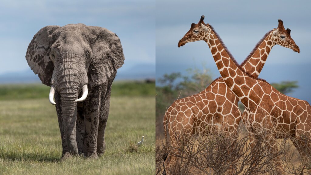 Save Elephants And Giraffes - Africa's Giants