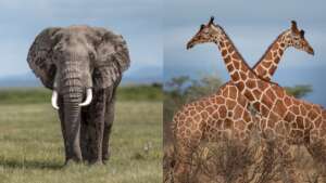 Save Elephants And Giraffes - Africa's Giants