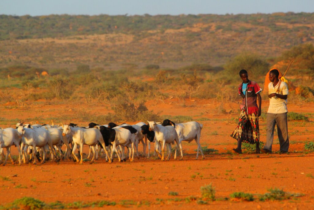 Restore livelihoods in drought-stricken Somalia