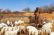 Restore livelihoods in drought-stricken Somalia