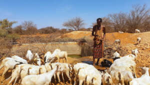 Restore livelihoods in drought-stricken Somalia