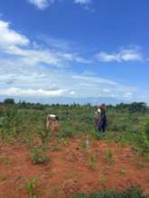 The project coordinator and two volunteers working