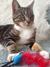 Britches - Missing for three years!