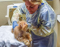 Butterbean begs for kisses from DoveLewis DVM